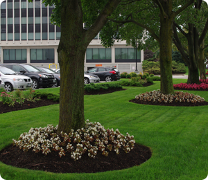 trees and shrubs